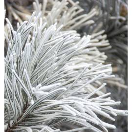 Yodeyma For You Eau de Parfum, Объем: 15, изображение 6