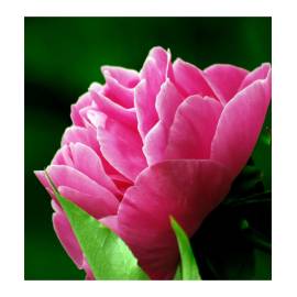 Yodeyma Freshia Eau de Parfum, Объем: 15, изображение 4