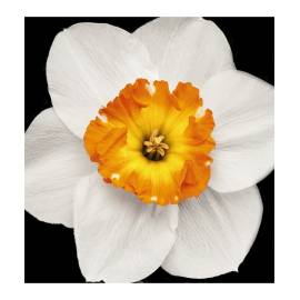 Yodeyma Gianna Eau de Parfum, Объем: 15, изображение 4