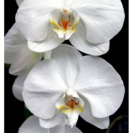 Yodeyma Harpina Eau de Parfum, Объем: 50, изображение 5