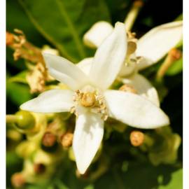 Yodeyma Iris Eau de Parfum, Объем: 15, изображение 5