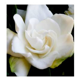 Yodeyma Notion Woman Eau de Parfum, Объем: 15, изображение 4