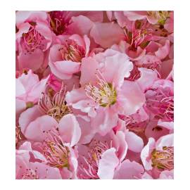 Yodeyma Sexy Rose Eau de Parfum, Объем: 15, изображение 4