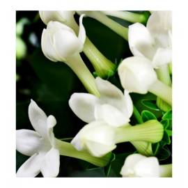 Yodeyma Very Special Eau de Parfum, Объем: 15, изображение 4