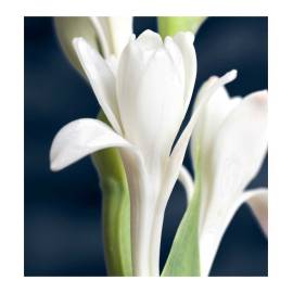 Yodeyma Nero Eau de Parfum, Объем: 15, изображение 5