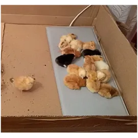 Электроподогреватель для молодняка птицы 50х25 см, изображение 8