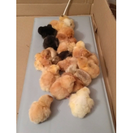 Электроподогреватель для молодняка птицы 50х25 см, изображение 9