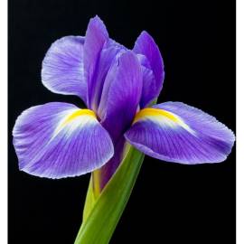 Yodeyma Celebrity Woman Eau de Parfum, Объем: 100, изображение 4