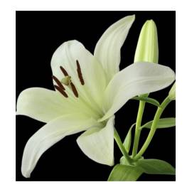 Yodeyma Serenity Eau de Parfum, Объем: 15, изображение 4