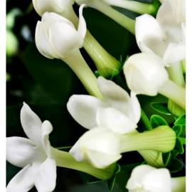 Yodeyma Sophisticate Eau de Parfum, Объем: 15, изображение 5