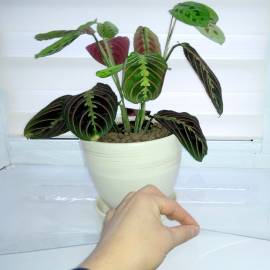 Пленка ПВХ 140х30 см, Рисунок: без рисунка, Варианты: Пленка ПВХ 140х30 см, Цвет: прозрачный, изображение 4