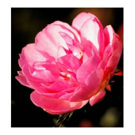 Yodeyma Prosa Eau de Parfum, Объем: 15, изображение 3