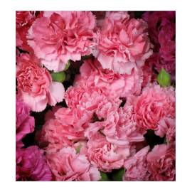 Yodeyma Prosa Eau de Parfum, Объем: 15, изображение 5