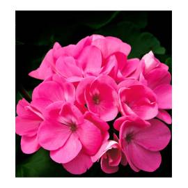 Yodeyma Root Eau de Parfum, Объем: 50, изображение 5