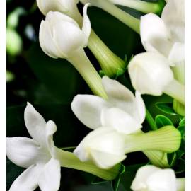 Yodeyma Velfashion Eau de Parfum, Объем: 15, изображение 4