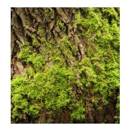 Yodeyma Agua Fresca Eau de Parfum, Объем: 15, изображение 5