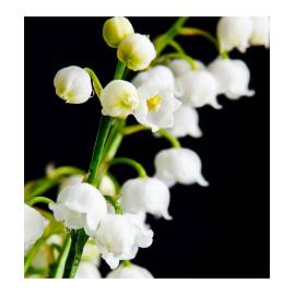 Yodeyma Escitia Eau de Parfum, Объем: 15, изображение 5