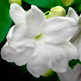 Yodeyma Mia Eau de Parfum, Объем: 15, изображение 4