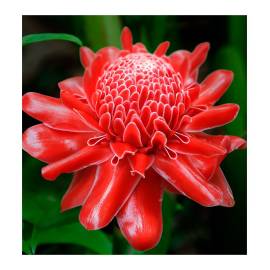 Yodeyma Temis Eau de Parfum, Объем: 15, изображение 3