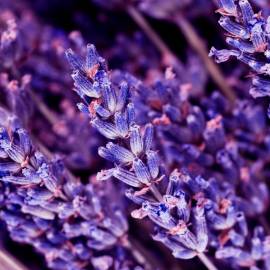 Yodeyma Kent Eau de Parfum, Объем: 15, изображение 4