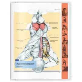 Анатомия силовых упражнений для мужчин и женщин