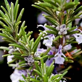 Yodeyma Capri Eau de Cologne, Объем: 15, изображение 4