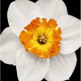 Yodeyma Houston Eau de Parfum, Объем: 15, изображение 4