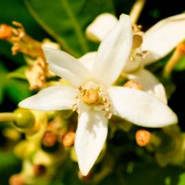 Yodeyma Rafael Davini Eau de Parfum, Объем: 15, изображение 4