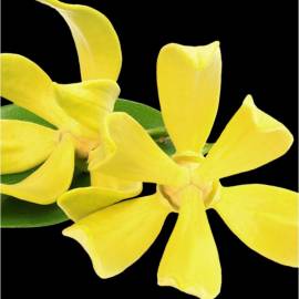 Yodeyma Rinascere Eau de Parfum, Объем: 15, изображение 4