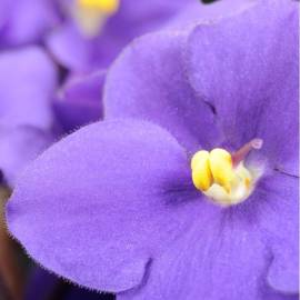 Yodeyma Vanity Eau de Parfum, Объем: 15, изображение 4