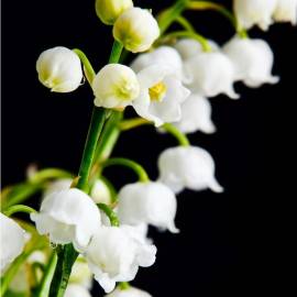 Yodeyma Transparencia Eau de Parfum, Объем: 15, изображение 4