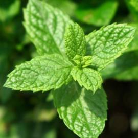 Yodeyma Wow Scent! Eau de Parfum, Объем: 15, изображение 3