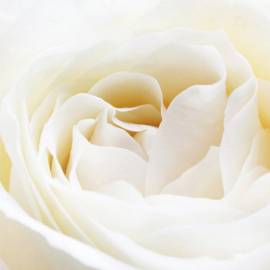 Yodeyma Nicolas White Eau de Parfum, Объем: 15, изображение 3