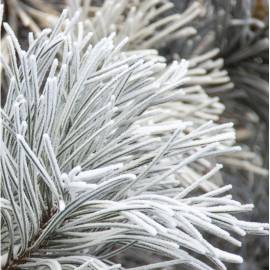 Yodeyma Nicolas White Eau de Parfum, Объем: 15, изображение 4