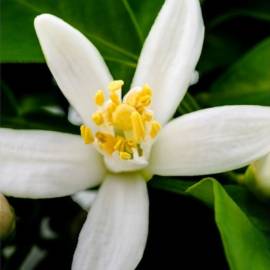 Yodeyma Poetic Eau de Cologne, Объем: 15, изображение 3