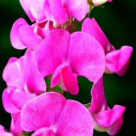 Yodeyma Poetic Eau de Cologne, Объем: 15, изображение 4