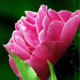 Yodeyma LINET - Parfums de Marly DELINA, Объем: 15, изображение 6