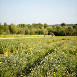 Dr. Hauschka Увлажняющий крем для рук, 50 мл, изображение 3