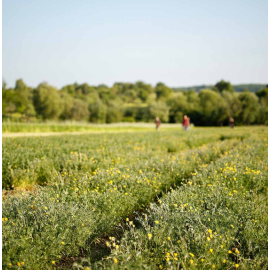 Очищающий крем для лица (Gesichtswaschcreme) 50 мл, изображение 5