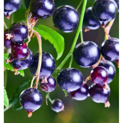 Парфюмерная вода Yodeyma "ADRIANA", 15 мл - аналог Giorgio Armani "SI", Объем: 15, изображение 4