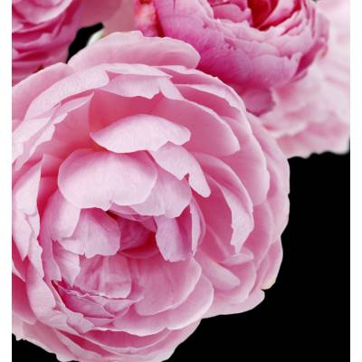 Парфюмерная вода Yodeyma "ADRIANA ROSE", 50 мл - аналог Giorgio Armani "SI ROSE SIGNATURE", Объем: 50, изображение 4