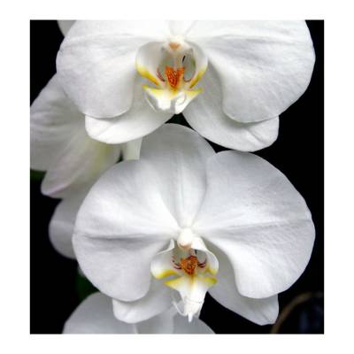 Парфюмерная вода Yodeyma "AROMA", 15 мл - аналог Calvin Klein "EUPHORIA", Объем: 15, изображение 4