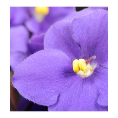 Парфюмерная вода Yodeyma "AROMA", 15 мл - аналог Calvin Klein "EUPHORIA", Объем: 15, изображение 5