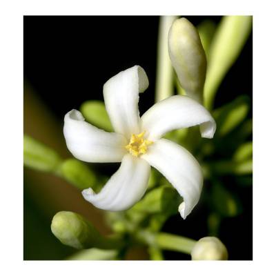 Парфюмерная вода Yodeyma "GIANNA", 15 мл - аналог Dolce & Gabbana "DOLCE", Объем: 15, изображение 3