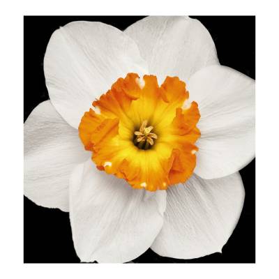 Парфюмерная вода Yodeyma "GIANNA", 15 мл - аналог Dolce & Gabbana "DOLCE", Объем: 15, изображение 4