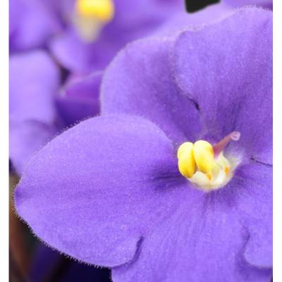 Парфюмерная вода Yodeyma "HARPINA", 50 мл - аналог Dior "J'ADORE", Объем: 50, изображение 4