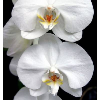 Парфюмерная вода Yodeyma "HARPINA", 50 мл - аналог Dior "J'ADORE", Объем: 50, изображение 5