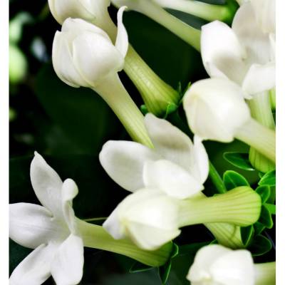 Парфюмерная вода Yodeyma "IRIS", 15 мл - аналог Thierry Mugler "ALIEN", Объем: 15, изображение 4