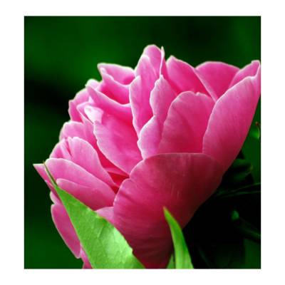 Парфюмерная вода Yodeyma "SEDUCCION", 15 мл - аналог Chloé "CHLOÉ", Объем: 15, изображение 4