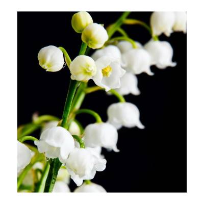 Парфюмерная вода Yodeyma "SEDUCCION", 15 мл - аналог Chloé "CHLOÉ", Объем: 15, изображение 5